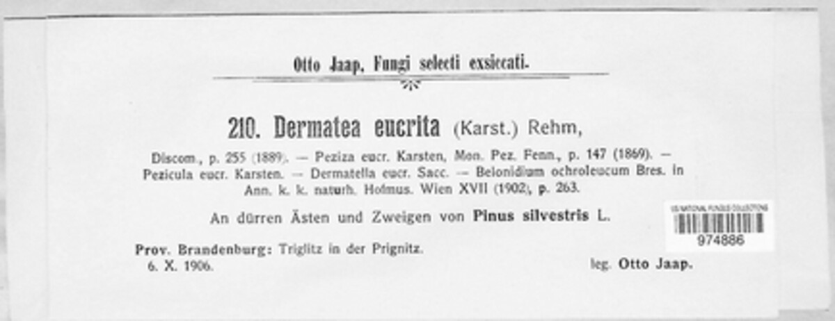 Pezicula eucrita image